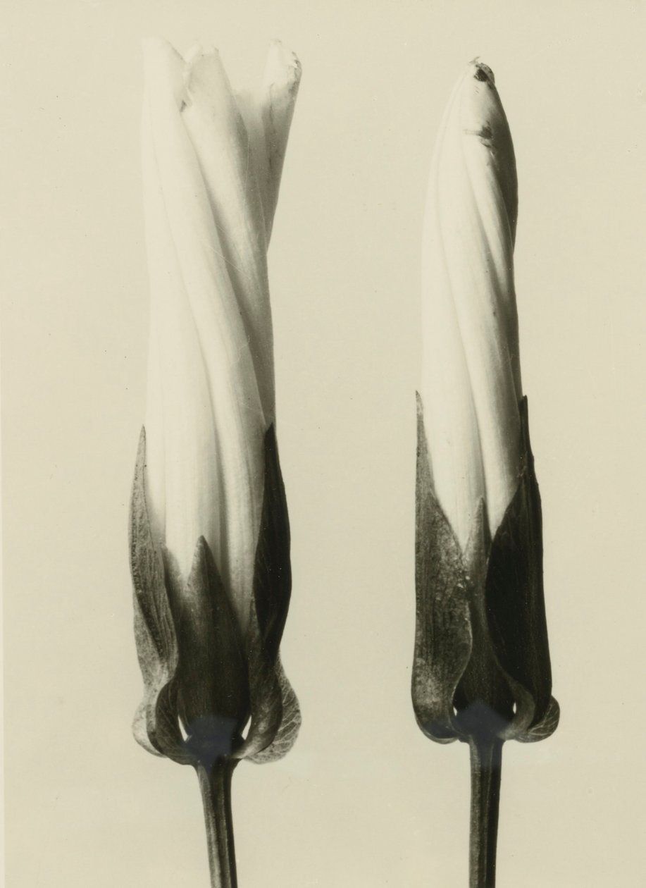 Calystegia sepium, 1929 (fotogravyr) av Karl Blossfeldt