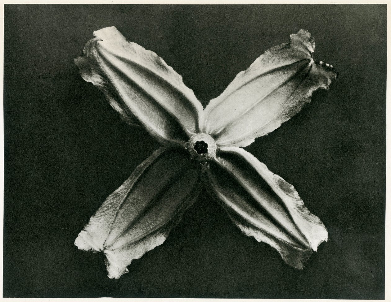 Clematis Integrifolia, 1929 (fotogravyr) av Karl Blossfeldt