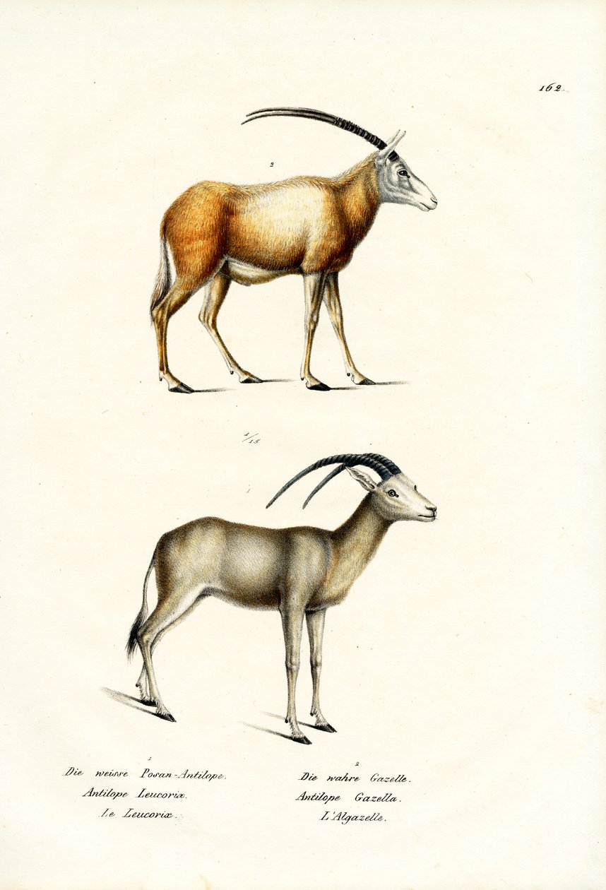 Arabisk Oryx, 1824 av Karl Joseph Brodtmann