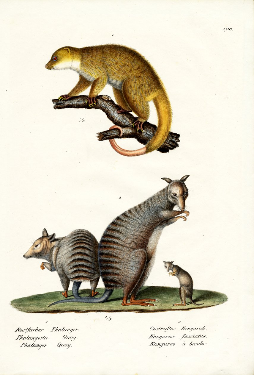 Banded Wallaby, 1824 av Karl Joseph Brodtmann