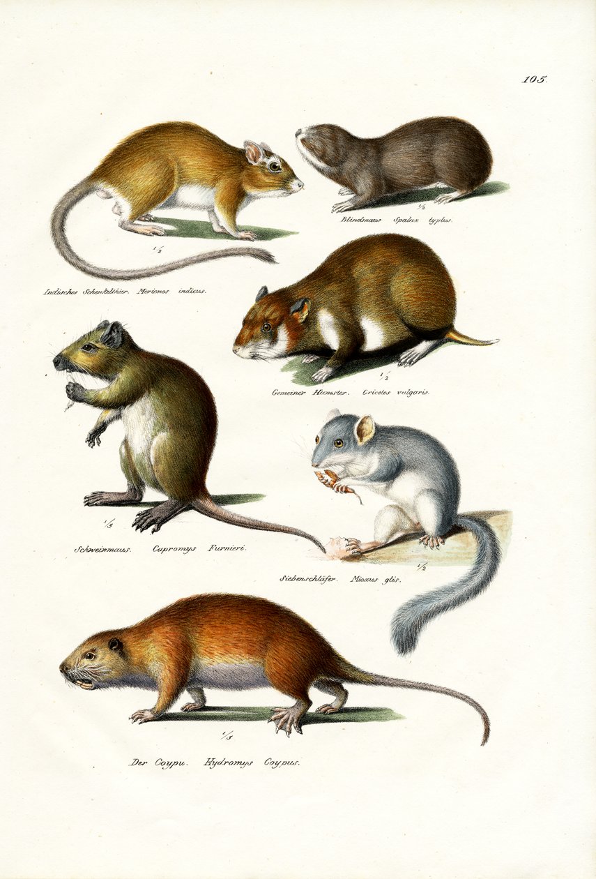 Blindmole, 1824 av Karl Joseph Brodtmann