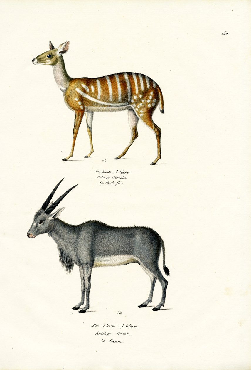 Bushbuck, 1824 av Karl Joseph Brodtmann
