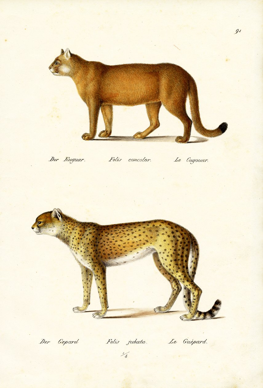 Cougar, 1824 av Karl Joseph Brodtmann