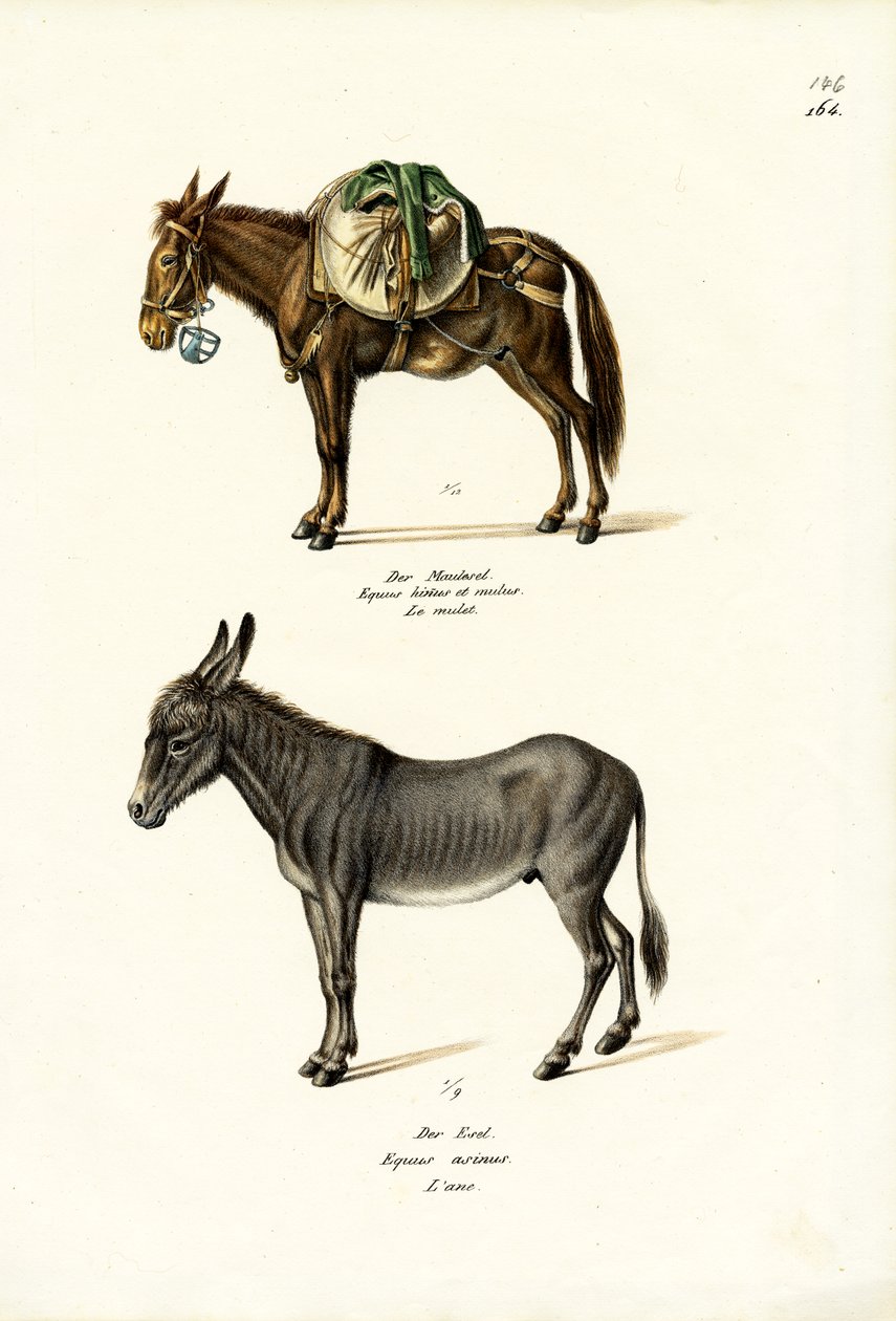 Esel, 1824 av Karl Joseph Brodtmann