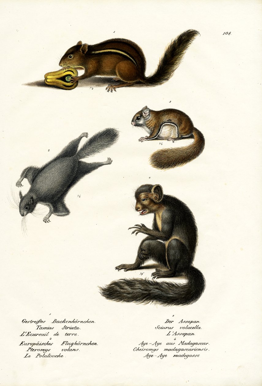Eastern Chipmunk, 1824 av Karl Joseph Brodtmann