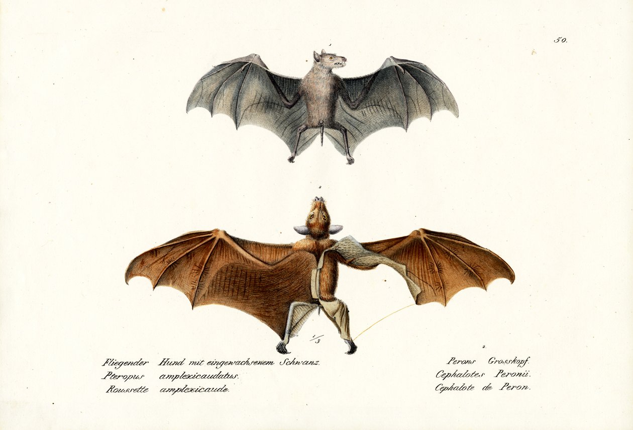 Flying Foxes, 1824 av Karl Joseph Brodtmann