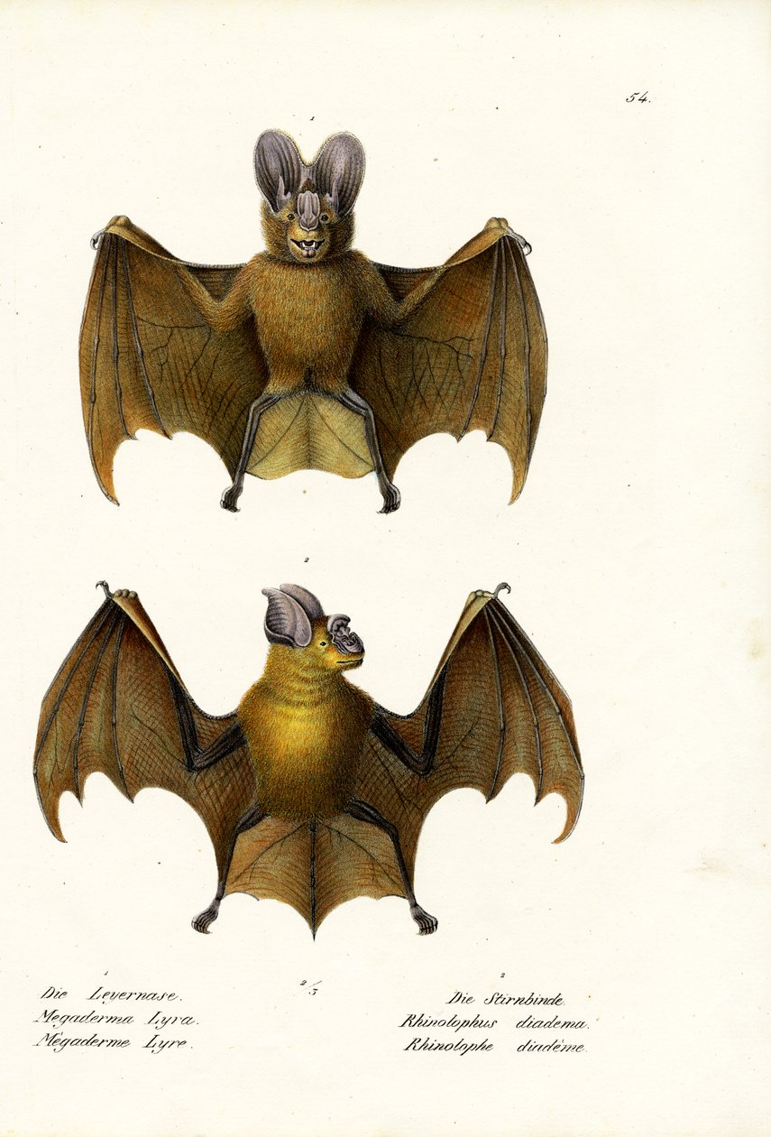 Greater False Vampire Bat, 1824 av Karl Joseph Brodtmann