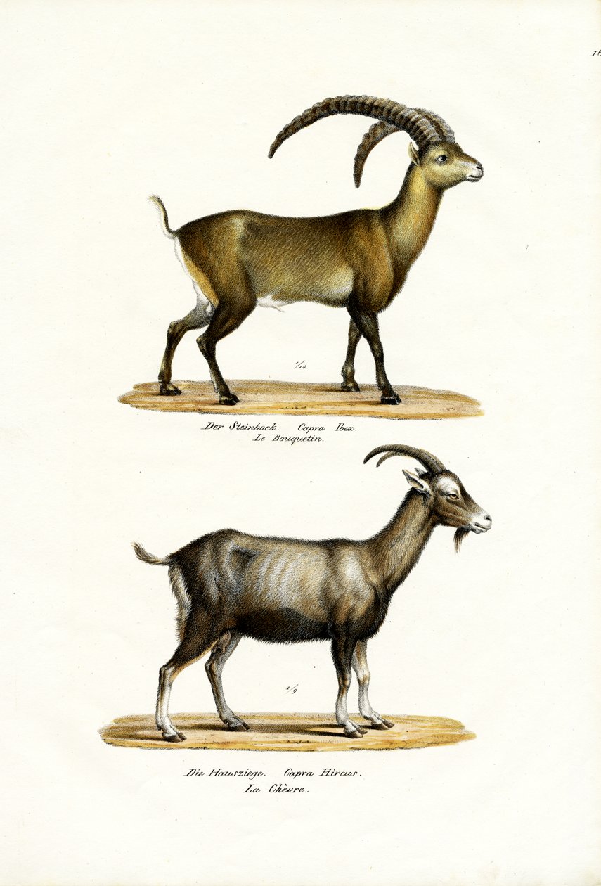 Ibex, 1824 av Karl Joseph Brodtmann