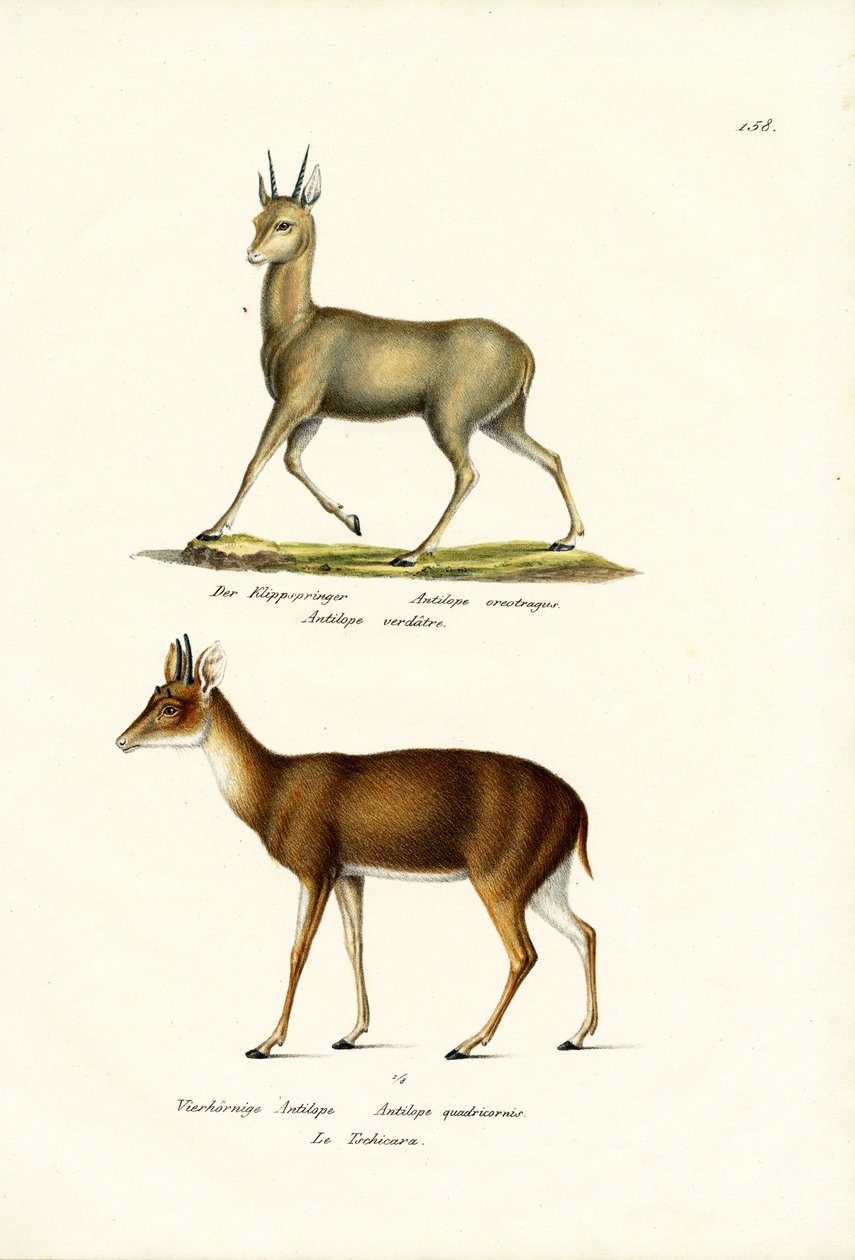 Klipspringer, 1824 av Karl Joseph Brodtmann