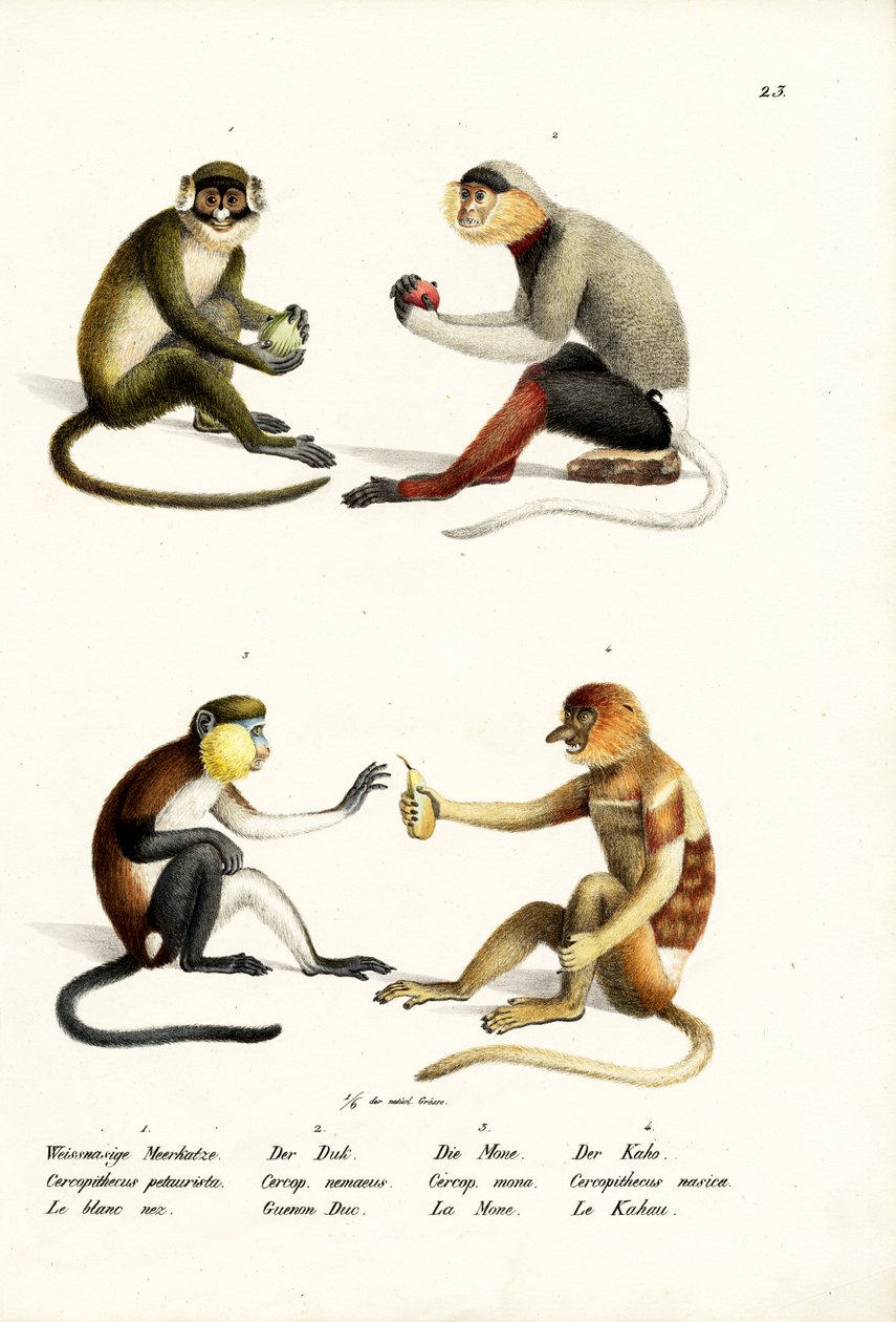 Lesser White-Nosed Monkey, 1824 av Karl Joseph Brodtmann