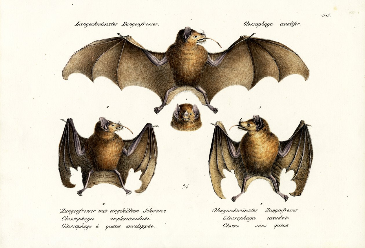 Langneset flaggermus, 1824 av Karl Joseph Brodtmann