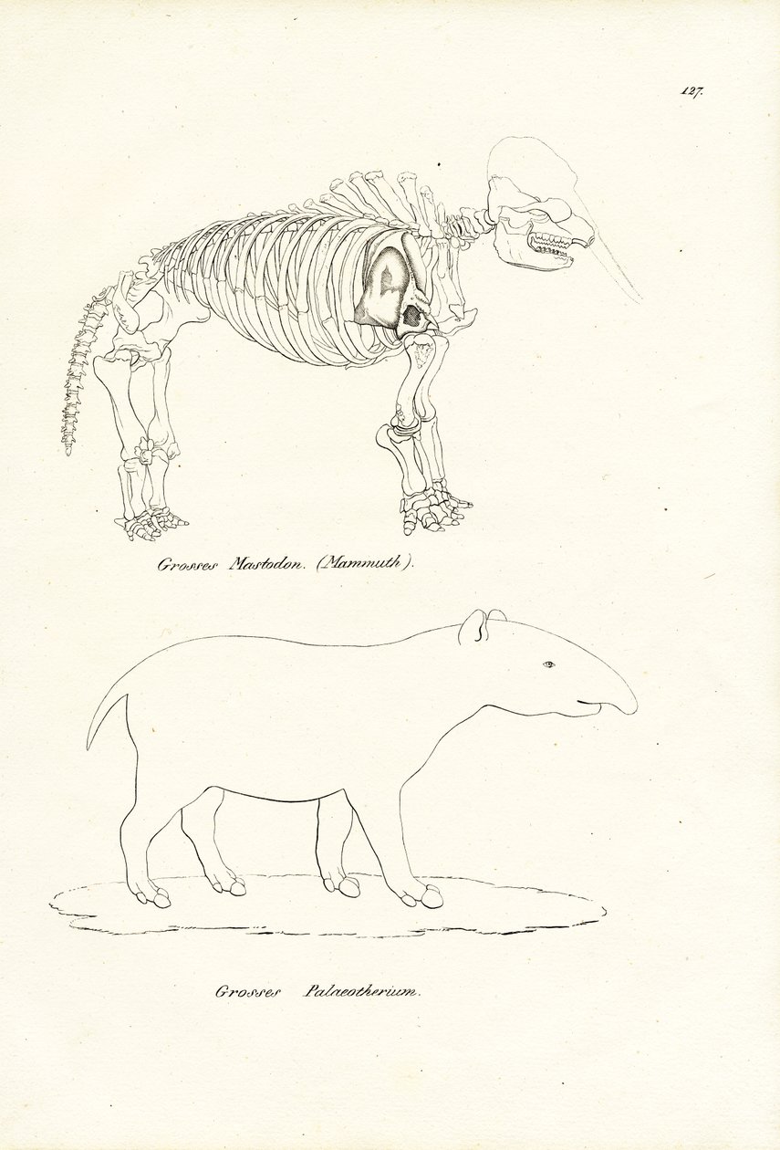 Mastodont, 1824 av Karl Joseph Brodtmann