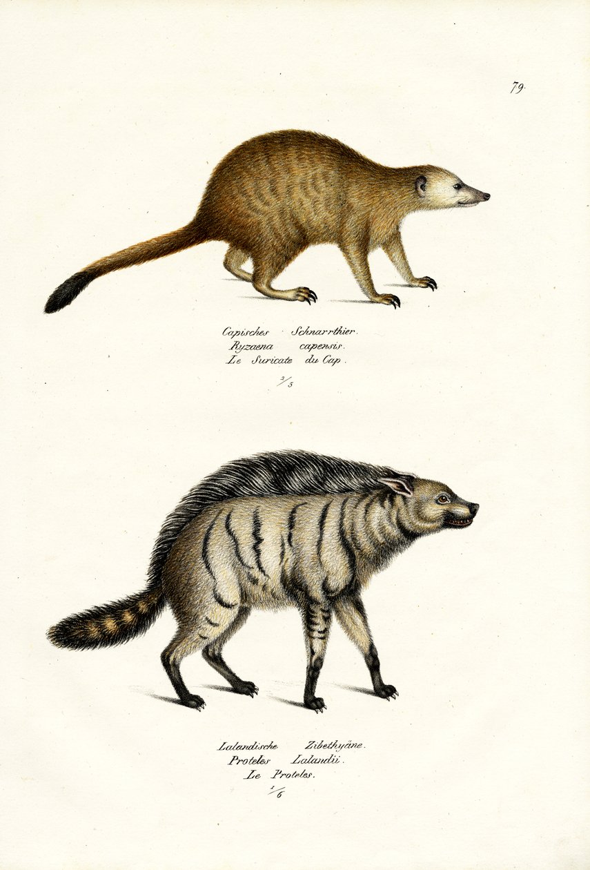 Mongoose, 1824 av Karl Joseph Brodtmann