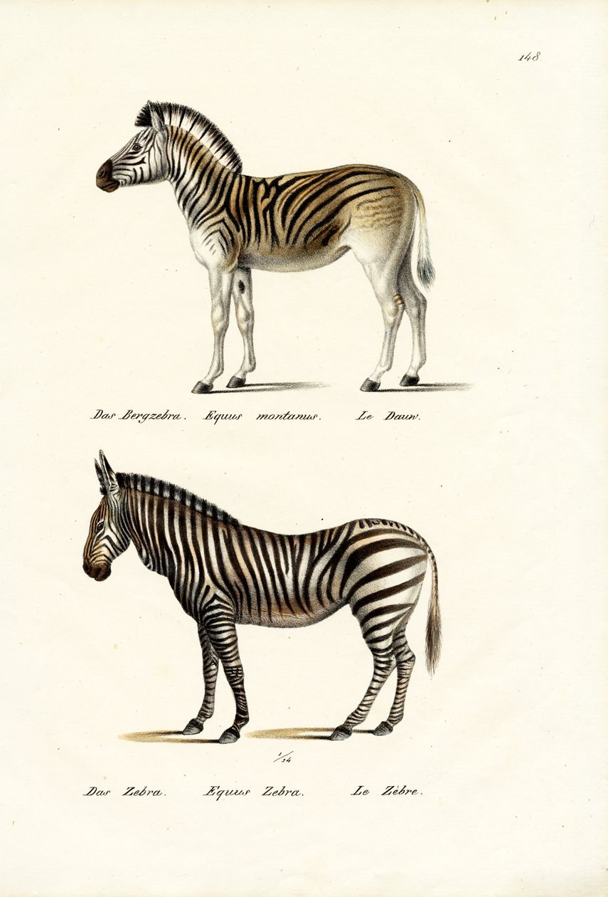 Fjellzebra, 1824 av Karl Joseph Brodtmann