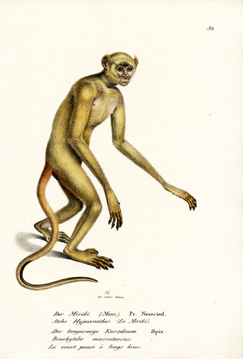 Nordlige Muriqui, 1824 av Karl Joseph Brodtmann