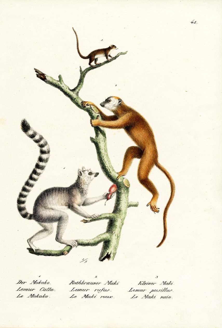Ringhalelemur, 1824 av Karl Joseph Brodtmann