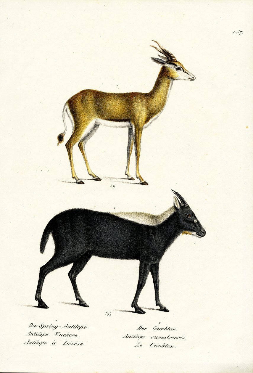 Springbuck, 1824 av Karl Joseph Brodtmann