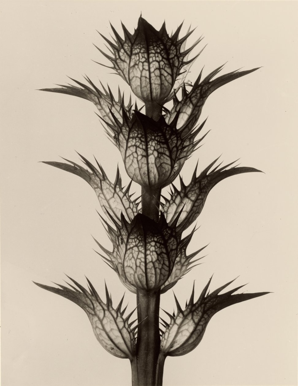  av Karl Blossfeldt