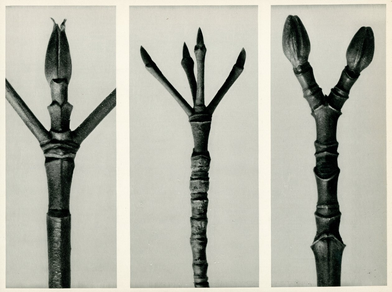 Cornus Nuttallii, 1929 (fotogravyr) av Karl Blossfeldt