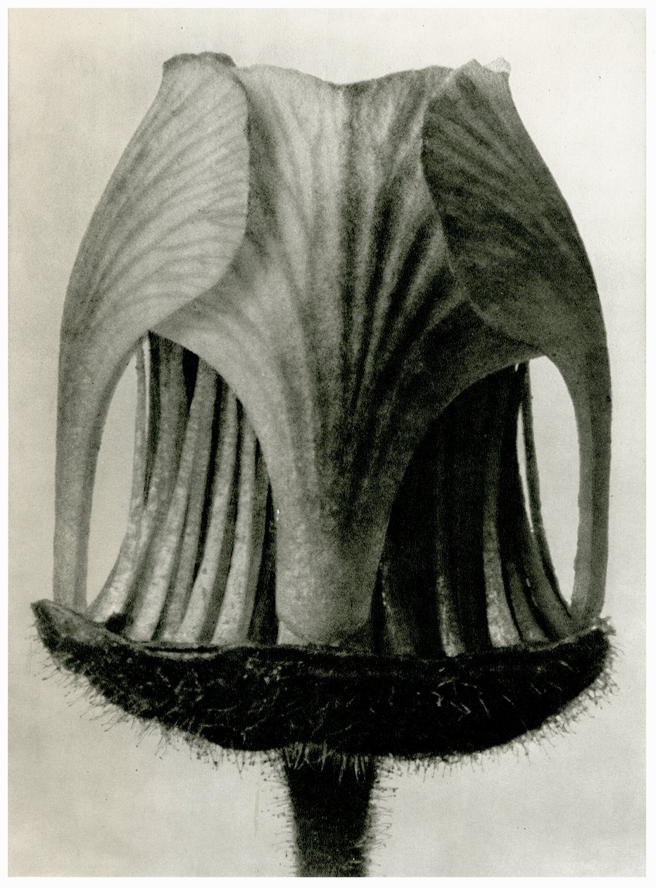 Geum Rivale. 1929 (fotogravyr) av Karl Blossfeldt