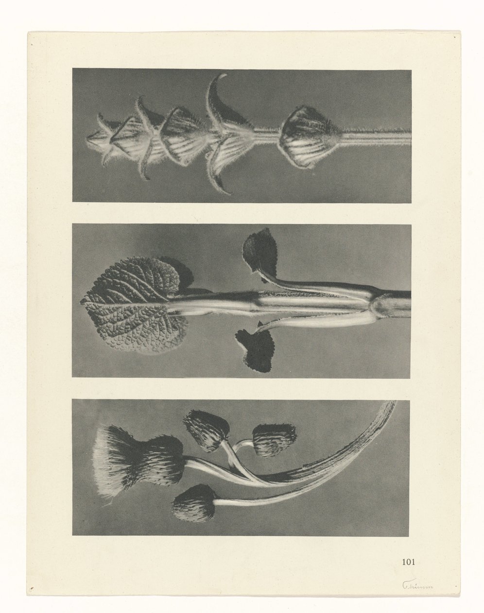 planlegge studie Archetypes of Art (serietittel) av Karl Blossfeldt
