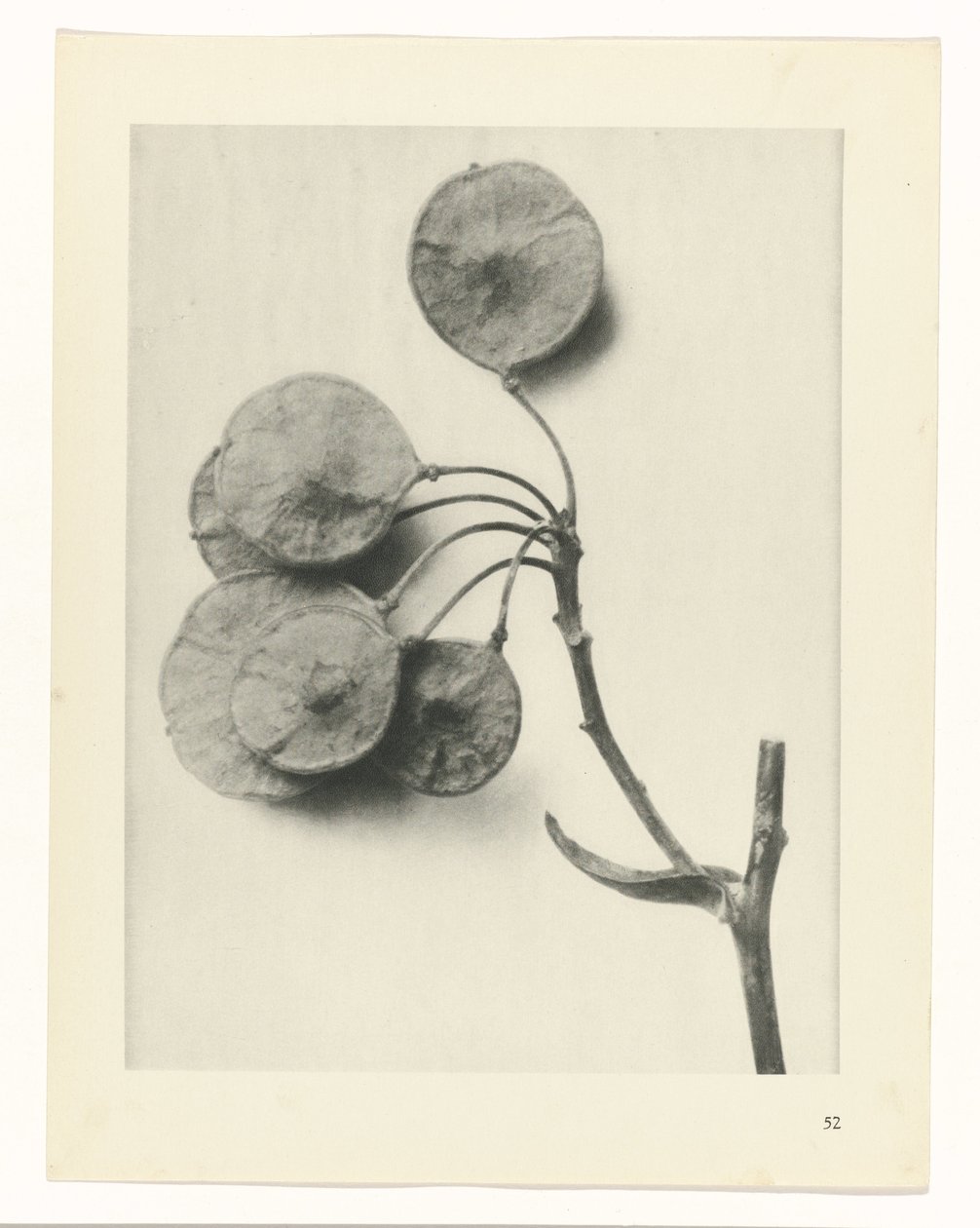 planlegge studie Archetypes of Art (serietittel) av Karl Blossfeldt