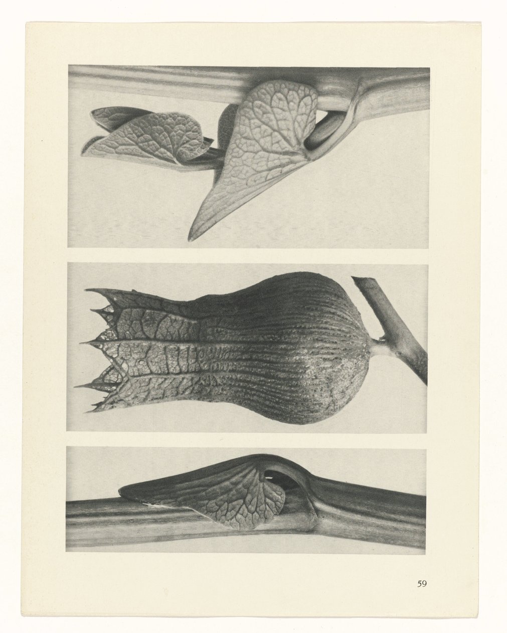 planlegge studie Archetypes of Art (serietittel) av Karl Blossfeldt