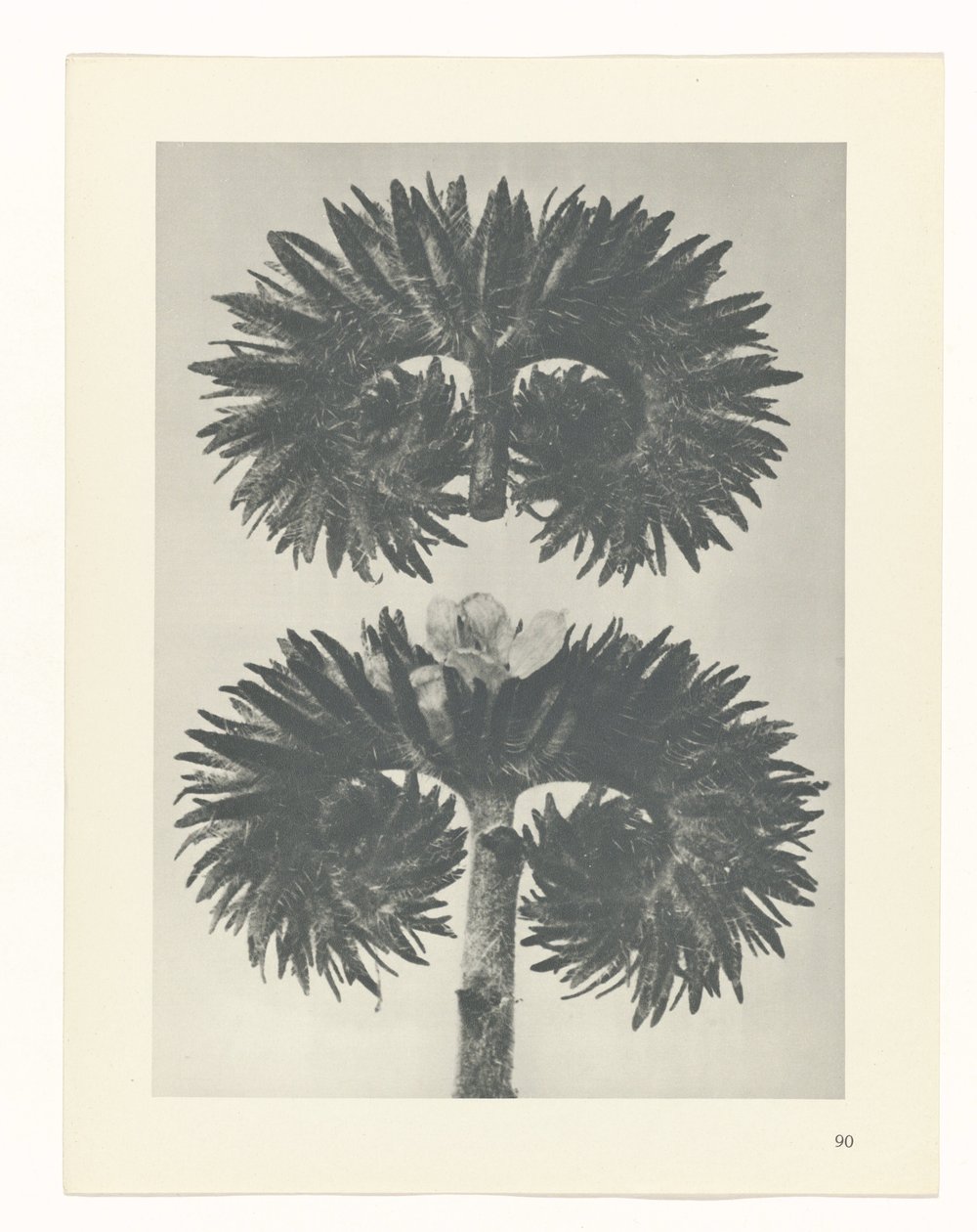 planlegge studie Archetypes of Art (serietittel) av Karl Blossfeldt