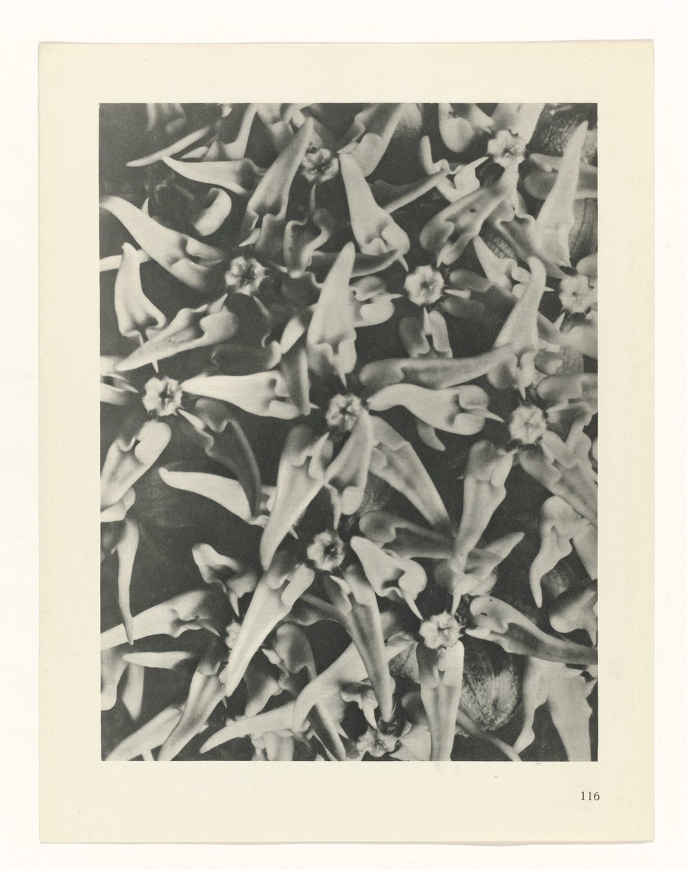 planlegge studie Archetypes of Art (serietittel) av Karl Blossfeldt
