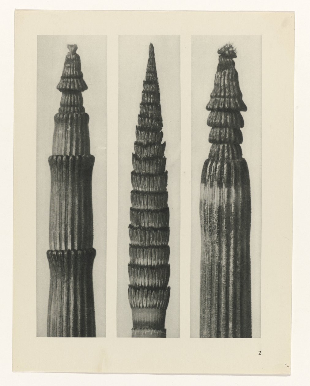 planlegge studie Archetypes of Art (serietittel) av Karl Blossfeldt