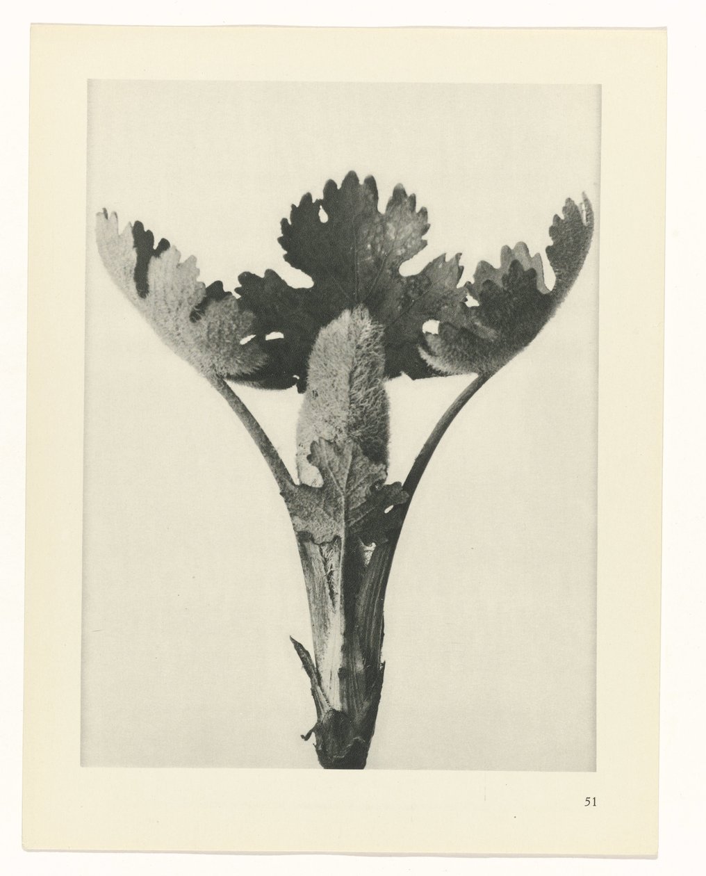 planlegge studie Archetypes of Art (serietittel) av Karl Blossfeldt