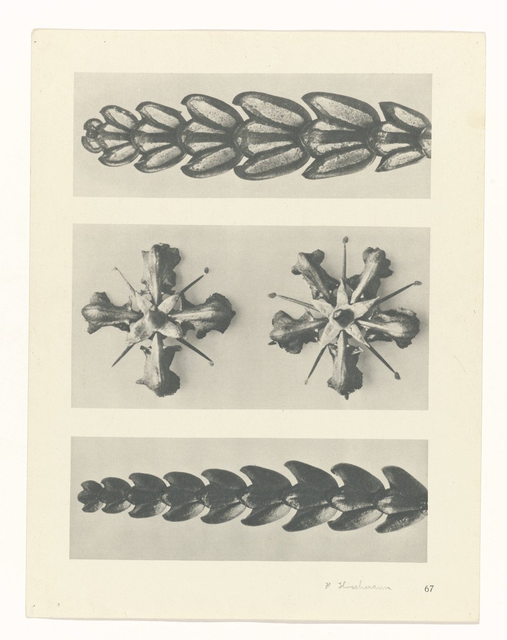 planlegge studie Archetypes of Art (serietittel) av Karl Blossfeldt