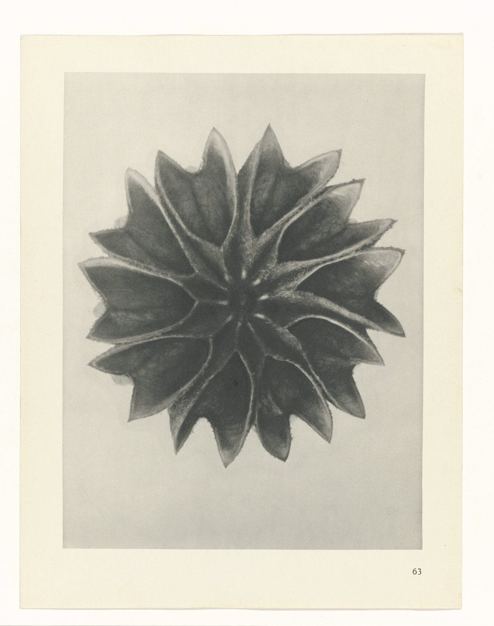 planlegge studie Archetypes of Art (serietittel) av Karl Blossfeldt