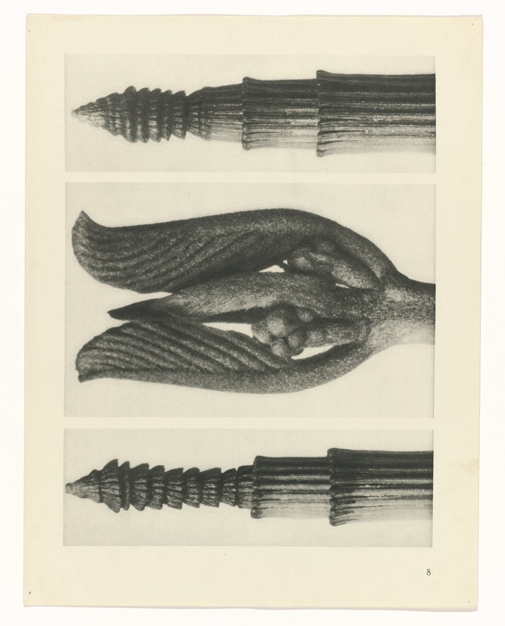 planlegge studie Archetypes of Art (serietittel) av Karl Blossfeldt