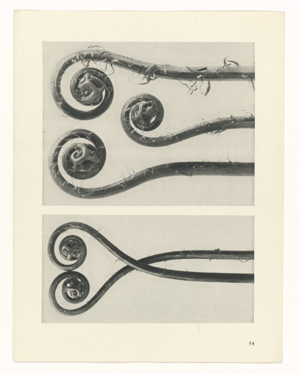planlegge studie Archetypes of Art (serietittel) av Karl Blossfeldt