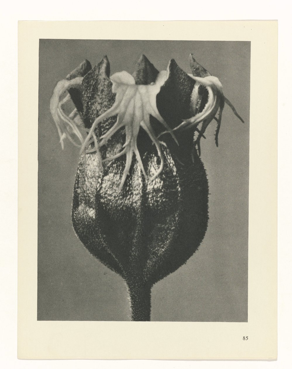 Planstudie Urformen der Kunst (serietittel) av Karl Blossfeldt