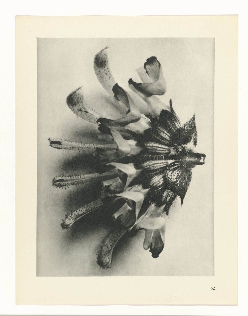 planlegge studie Archetypes of Art (serietittel) av Karl Blossfeldt