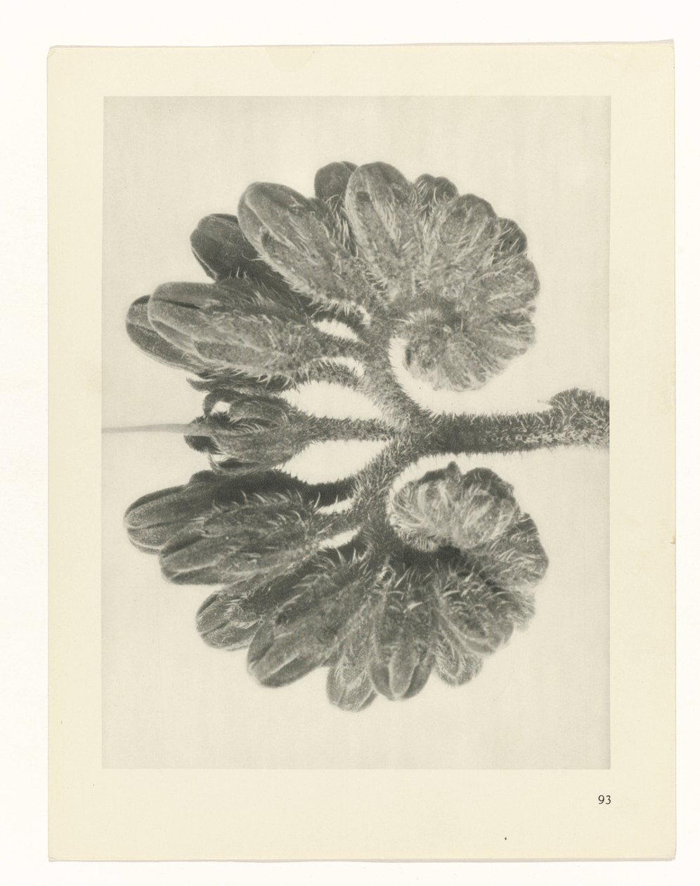planlegge studie Archetypes of Art (serietittel) av Karl Blossfeldt