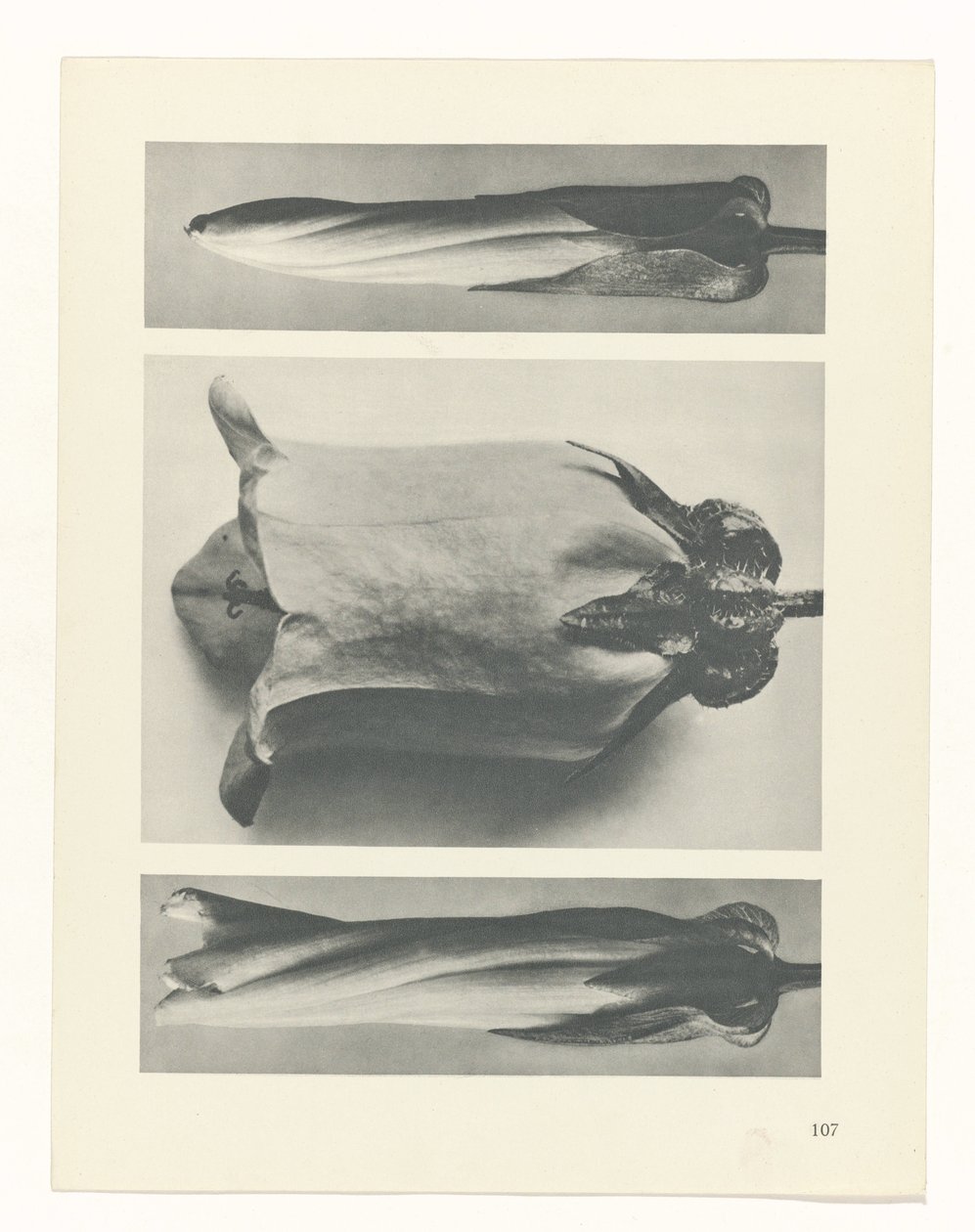 planlegge studie Archetypes of Art (serietittel) av Karl Blossfeldt