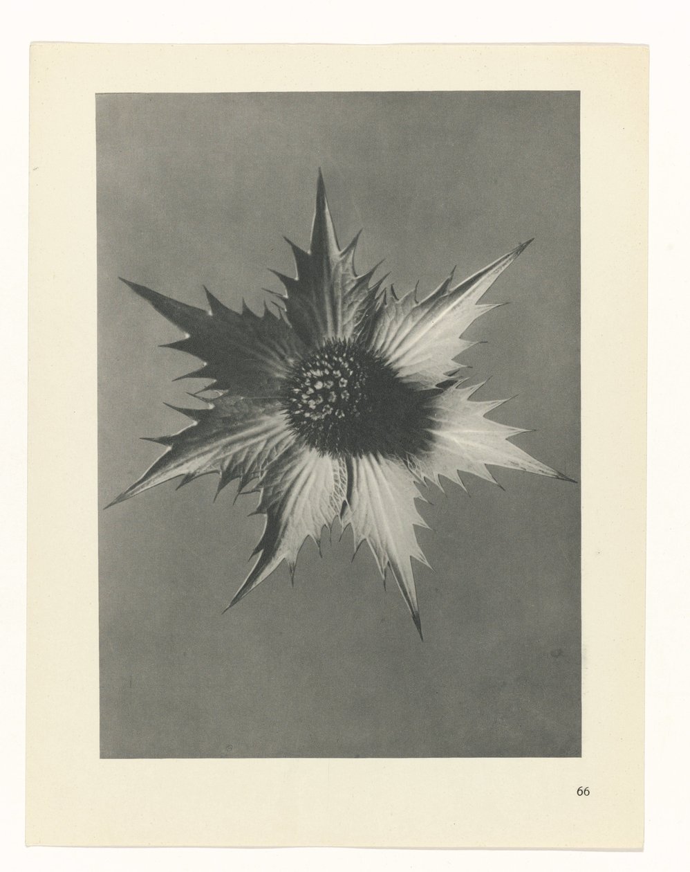 planlegge studie Archetypes of Art (serietittel) av Karl Blossfeldt