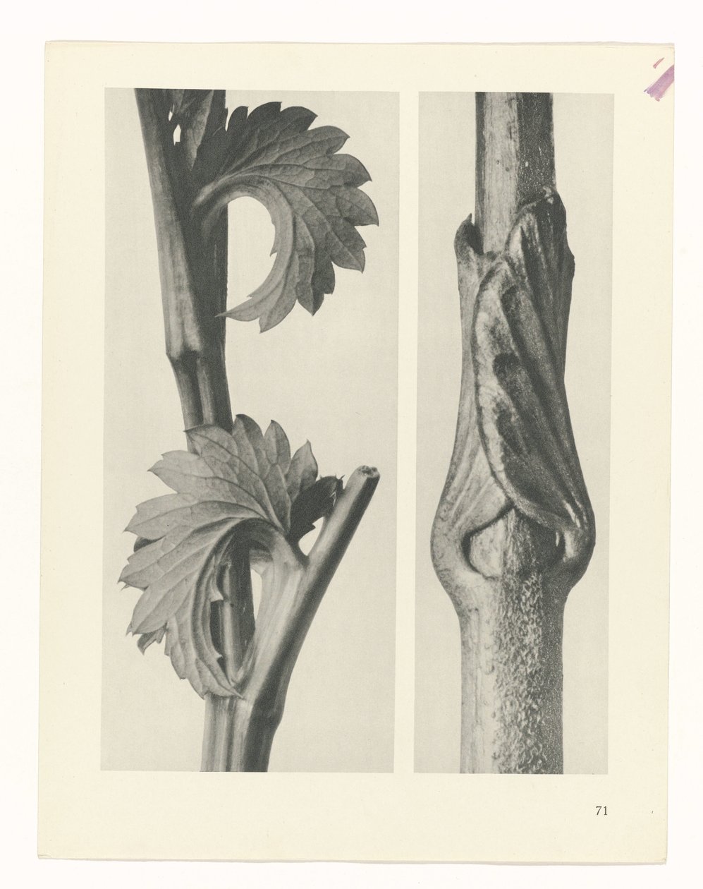planlegge studie Archetypes of Art (serietittel) av Karl Blossfeldt