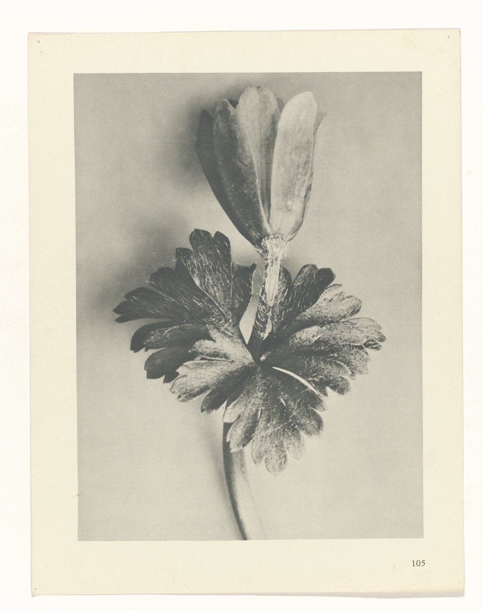 planlegge studie Archetypes of Art (serietittel) av Karl Blossfeldt
