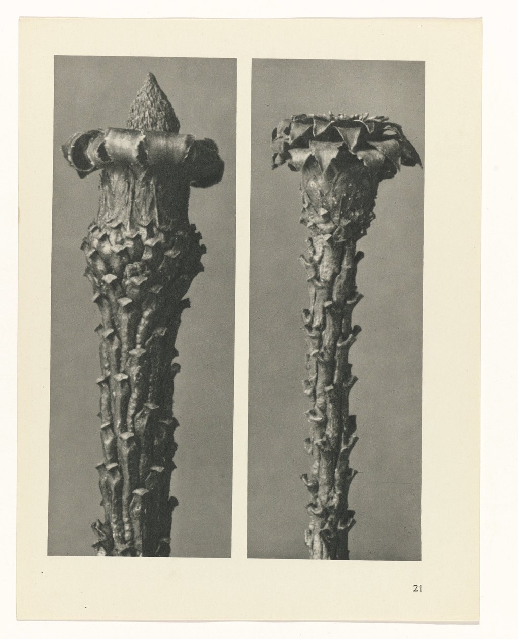 planlegge studie Archetypes of Art (serietittel) av Karl Blossfeldt