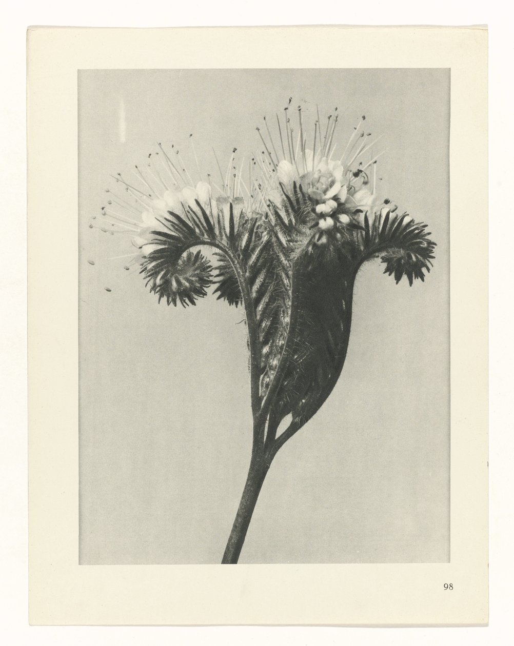 Planstudie Urformen der Kunst (serietittel) av Karl Blossfeldt