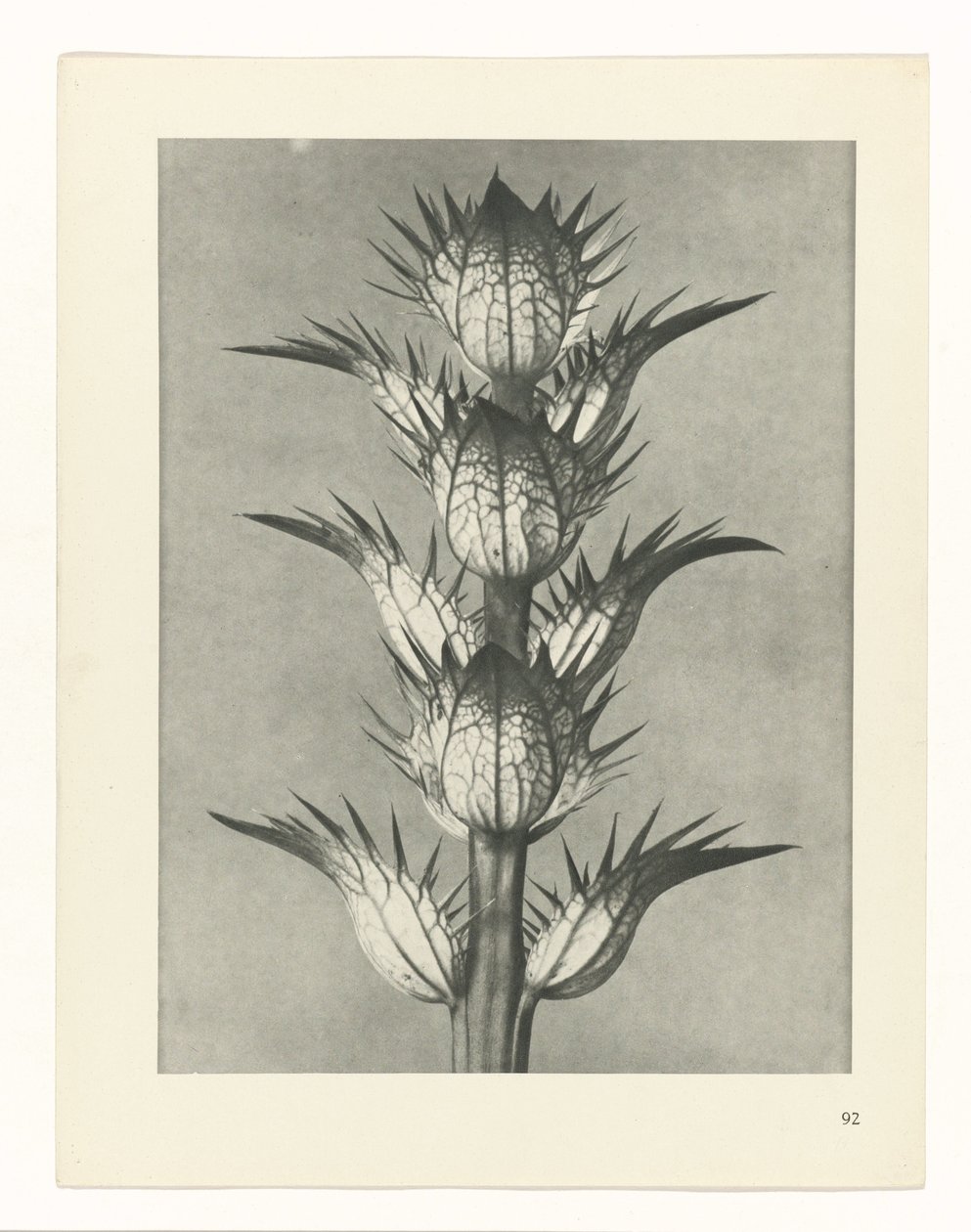 planlegge studie Archetypes of Art (serietittel) av Karl Blossfeldt