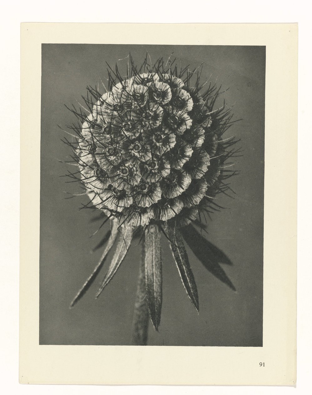 Planstudie Urformen der Kunst (serietittel) av Karl Blossfeldt