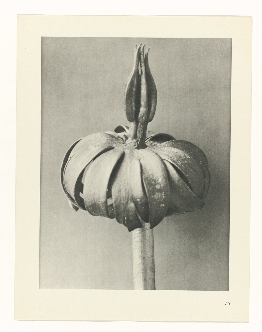 Planstudie Urformen der Kunst (serietittel) av Karl Blossfeldt