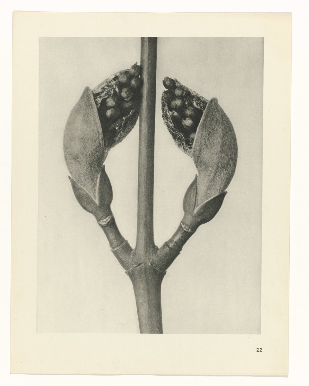 planlegge studie Archetypes of Art (serietittel) av Karl Blossfeldt