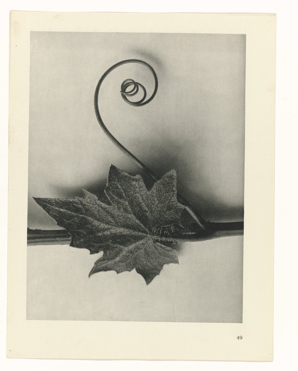 planlegge studie Archetypes of Art (serietittel) av Karl Blossfeldt