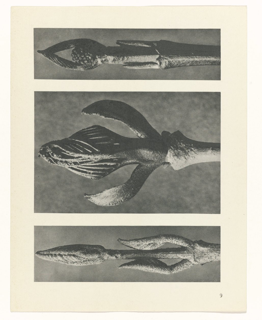 planlegge studie Archetypes of Art (serietittel) av Karl Blossfeldt